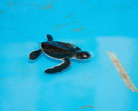 A 5 month old sea turtle reaches the finish lineの写真素材