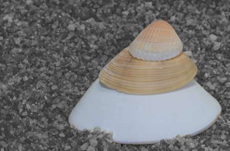 Clam shells of different textures and colors stacked on top of each other