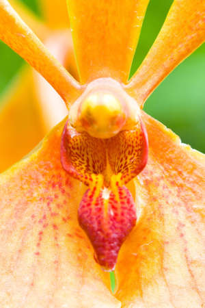 Rare orchid named after Prince Norodom Sifanouk of Cambodiaの写真素材