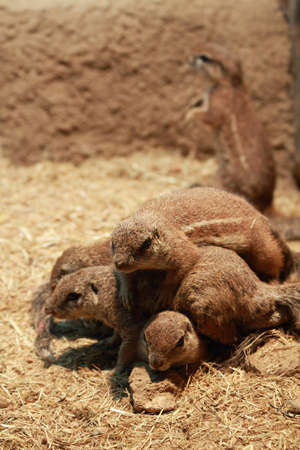 A pack of squirrels in a scrum over a rockの写真素材