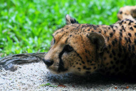 A cheetah keeps its eyes on the prize after a fallの写真素材