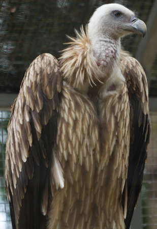 A Himalayan griffon vulture keeps a watchful eyeの写真素材
