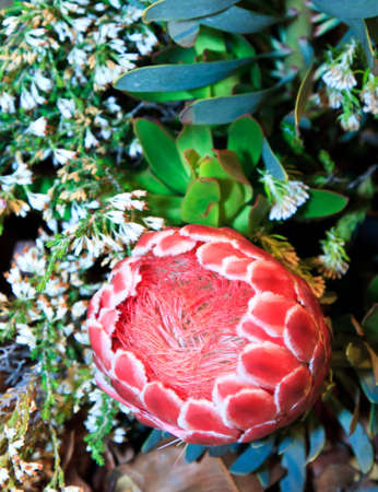 A close up of a large red fluffy and furry flowerの写真素材