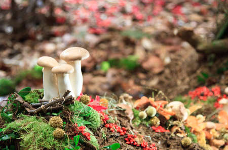 A trio of mushrooms a mound of leaves along a forest path