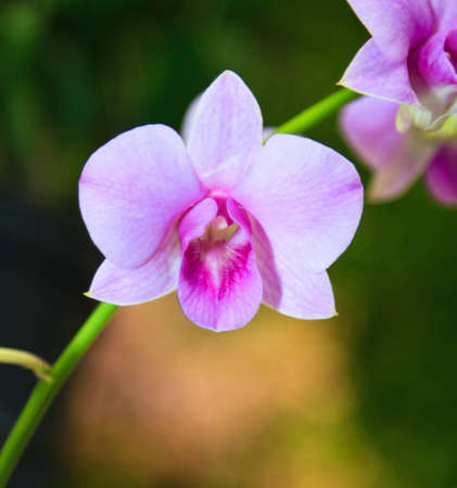 A newly bloomed pink and purple orchid stands out from the backgroundの写真素材