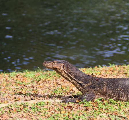 A monitor lizard stares annoyingly at the insect standing on the tip of his snout.の写真素材
