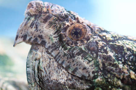 A close up of an endangered alligator snapping turtle's head.の写真素材