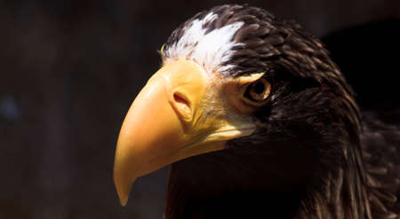 A steller's sea eagle leans in for a closer look at potential prey.