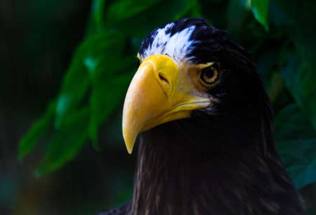 Movement in the distance catches the eye of this Steller's Sea Eagleの写真素材