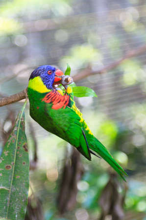 A close up of an Australian Rainbow Lorikeet doing pullups at the end of a branch.の写真素材