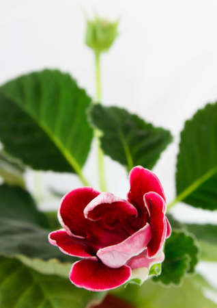 A potted furry plant sprouting new buds of purple flowersの写真素材