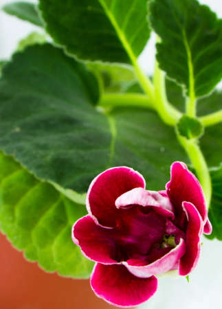 A potted furry plant sprouting new buds of purple flowersの写真素材