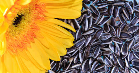 A bright yellow sun flower resting on a bed of sunflower seedsの写真素材