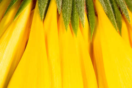 A close up of a bright yellow blooming dwarf sunflowerの写真素材