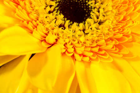 A close up of a bright yellow blooming dwarf sunflowerの写真素材