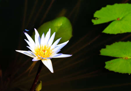 A white with purple fringes water lilly plays host to a dragon flyの写真素材