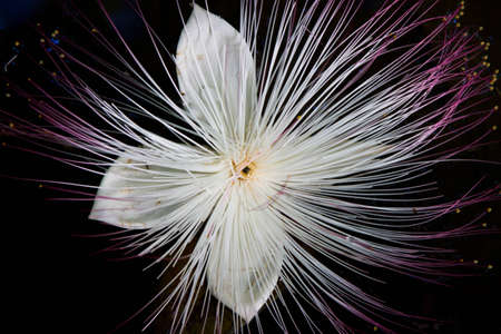 A fallen white Putat Luat blossom rests in a black pondの写真素材