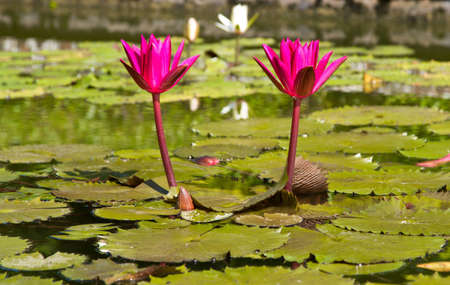 A pair of bright fuschia lillies bathing in the sunlightの写真素材