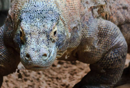 A komodo dragon lumbers closer for an upgront confrontation with the cameraの写真素材