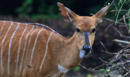 A nyala doe sticks out her black tongue in anticipation of a leafy snackの写真素材