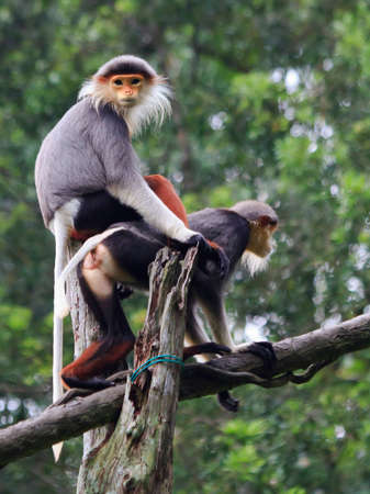 An endangered Douc Langur monkey prepares to ride on the back of its companion.の写真素材