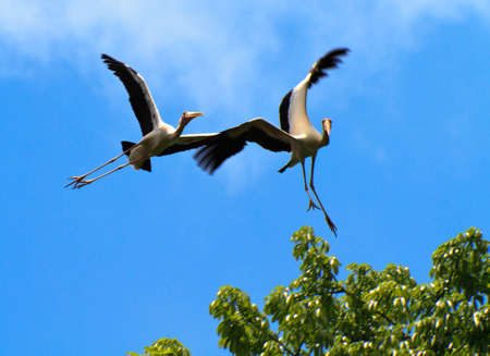 A pair of painted storks horsing around in flight and almost have an accidentの写真素材