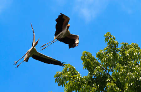 A pair of painted storks horsing around in flight and almost have an accident