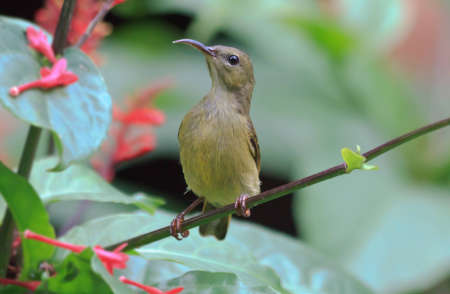 An olive back sunbird looking for a blossom to feed fromの写真素材