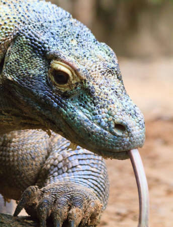 A close up of a komodo dragon's head showing it's color and textureの写真素材