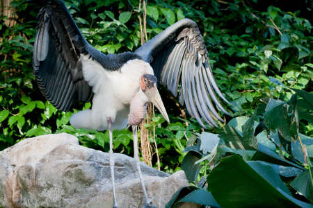 A Marabou stork spreading its wings in an effort to fly offの写真素材