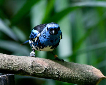 A startled tagged, black spotted blue bird about to take offの写真素材