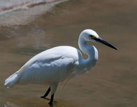 A Great White Egret slowly wading through murky waters while searching for its next mealの写真素材