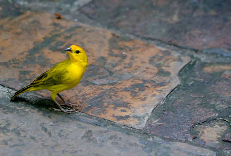 A yellow saffron finch on a path cautiously looking around while foraging for foodの写真素材