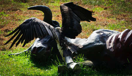 A vulture descending on a bull's carcassの写真素材
