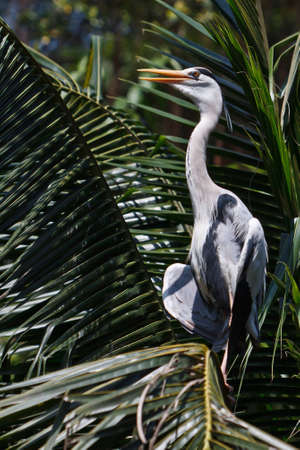 A blue heon standing on top of a palm tree sunning itselfの写真素材