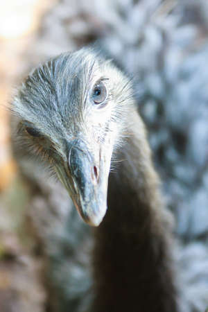 A close up of a Rhea looking up towards the crowdの写真素材
