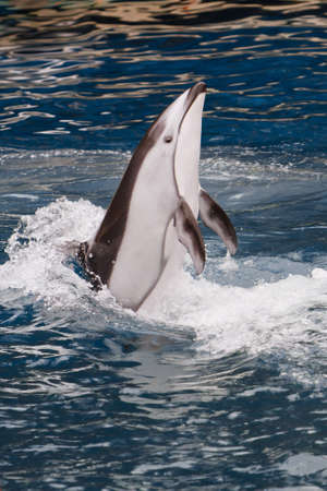 A Pacific White Sided Dolphin performs a vertical dance routine
