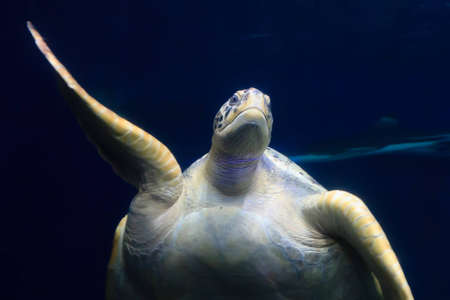 A large and curious sea turtle swims towards the camera while a shark swims by in the background