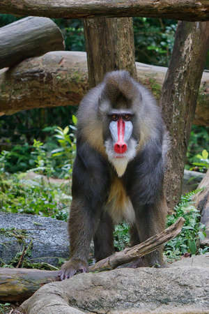 An adult Mandrill stands on all four limbs staring straight ahead の写真素材