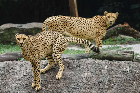 A pair of cheetahs frozen with attention maintaiing eye contactの写真素材