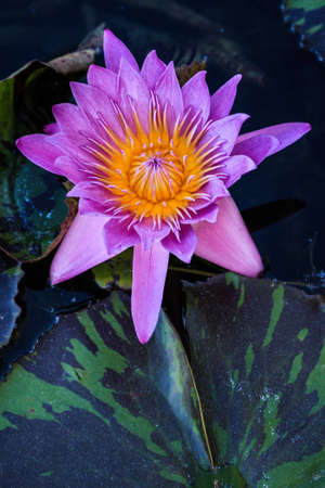 A light purple water lily in bloom in ap pond full of lily padsの写真素材