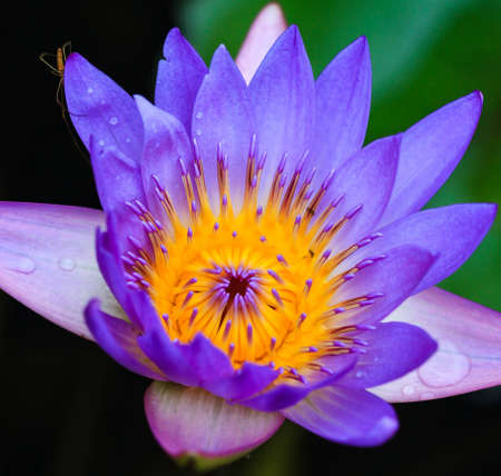 A close up of a wet purple and yellow water lily adorned with a water bugの写真素材