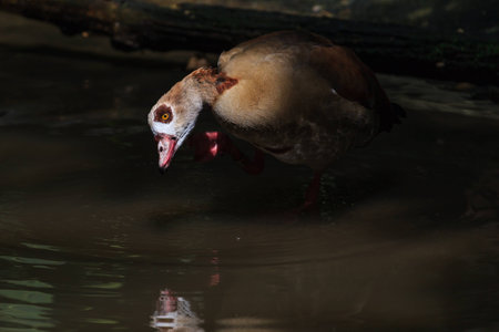 An egyptian duck cautiously stepping directly into a ray of sunshine の写真素材