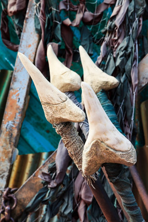 Giant sharkの写真素材