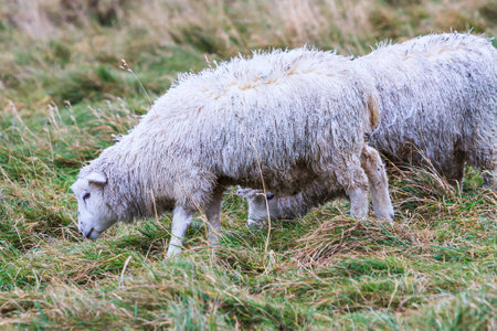 A pair of wild sheep grazing on grass on a windy morning