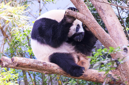 A giant panda sitting in a tree with a foot in its mouthの写真素材
