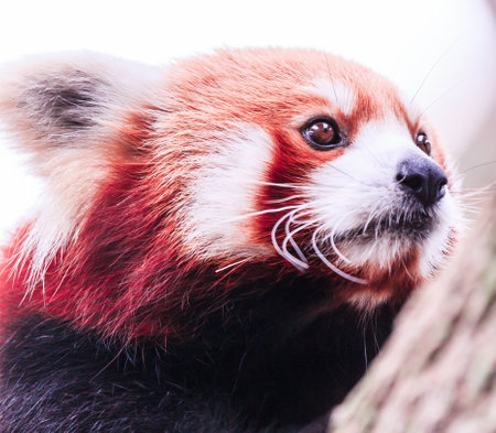 A close up view of a red panda cub from behind a branchの写真素材