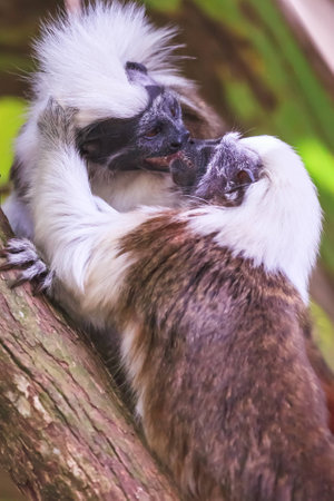 A pair of endangered cotton top tamarins sharing an intimate momentの写真素材