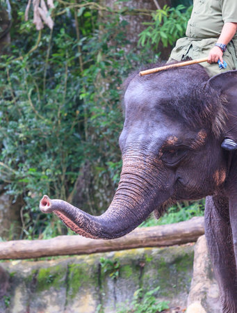 A working Indian Elephant urged on by its rider with a stickの写真素材