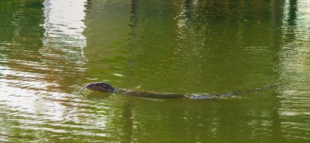 A giant water monitor swimming in a stagnant pond, occasianally tasting the water